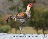 Blue Duckwing Australian Game Cockerel 9Y557D-006